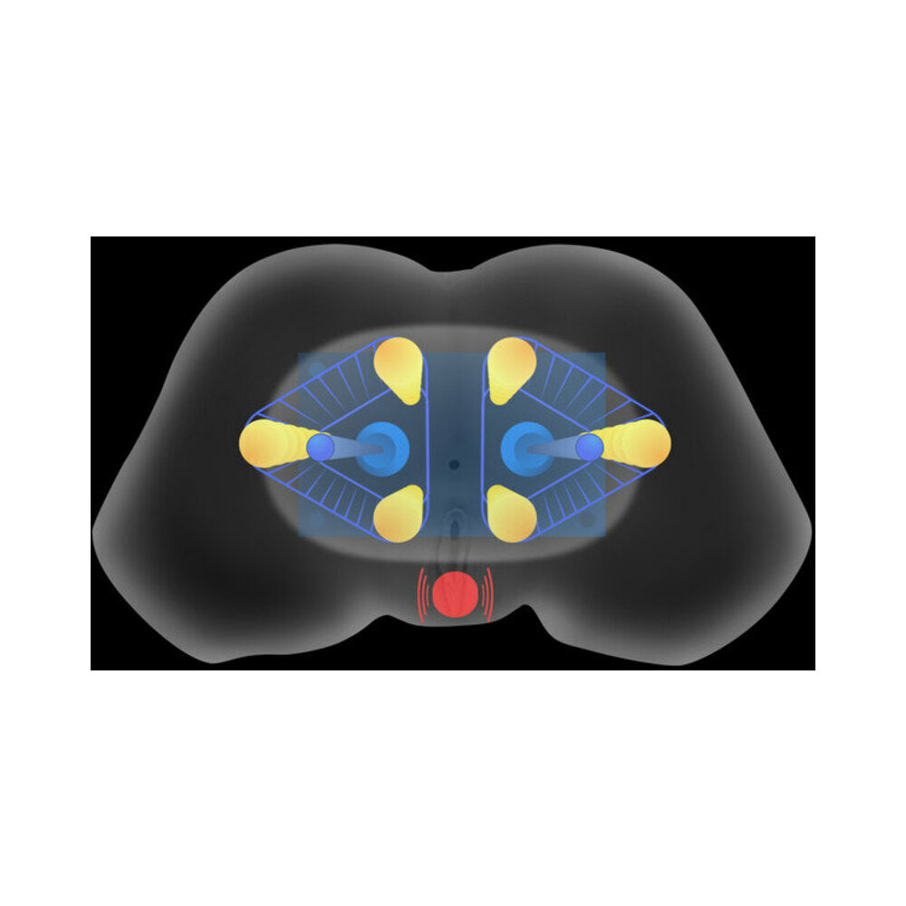 Mistress Vibrating & Squeezing Pussy & Ass Masturbator Medium - Fantasies Boutique