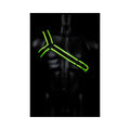 Ouch! Glow in the Dark Bonded Leather Gladiator Harness Neon Green L/XL - Fantasies Boutique